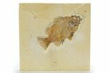Detailed Fossil Fish (Priscacara) - Wyoming #316598-1